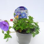 Geranium Rozanne