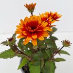 Heliopsis (2)