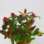 Hypericum Hypearl