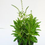 Lysimachia Autum Snow
