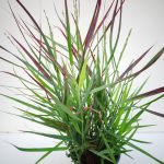 Panicum Blood Brothers