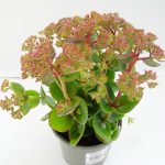 Sedum Rose Charme